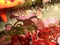 Échino Ophiure